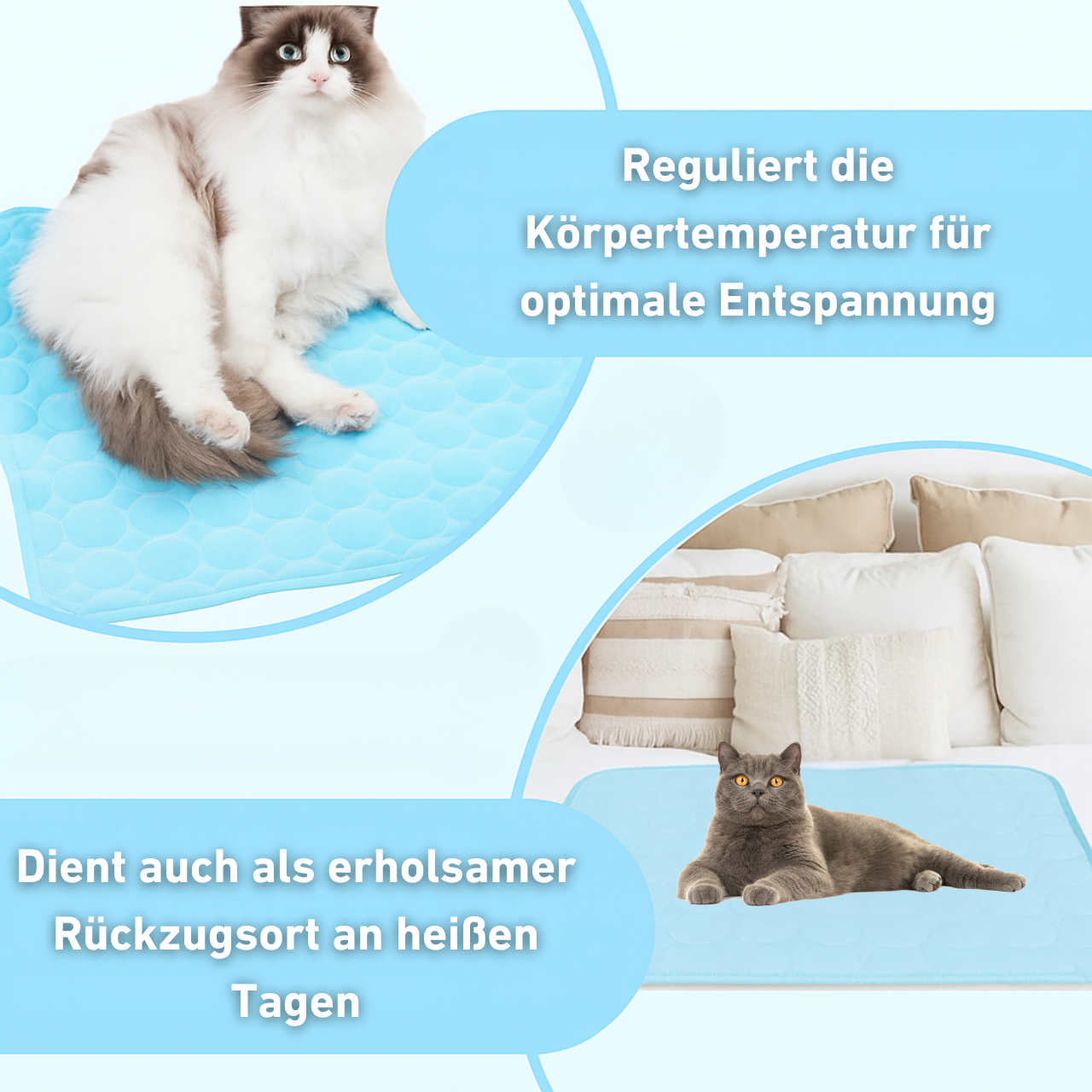 CooliCat - Das Original